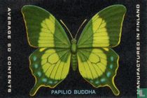 Papilio Buddha 