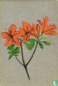 Bloemen