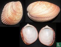 Vasticardium papuanum