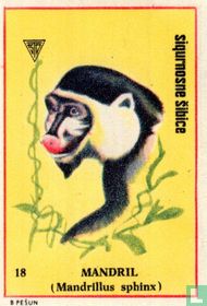 Mandril 