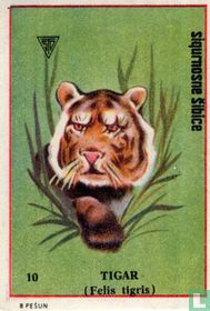 Tigar 