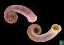  Rhiostoma chupingense