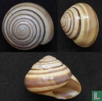 Asperitas nemorensis 