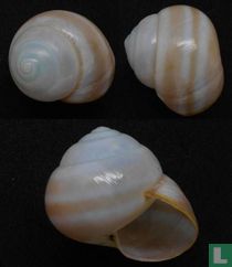 Asperitas bimaensis abbasiana