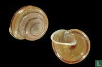 Satsuma batanica boteltobagoensis