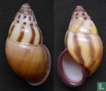 Amphidromus latestrigatus sumbaensis
