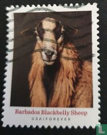 Barbados blackbellie sheep
