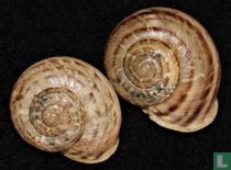Iberus cilbanus