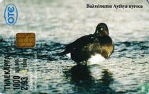 Marsh Duck - White-headed duck
