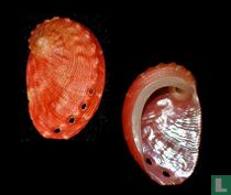 Haliotis pourtalesii aurantium