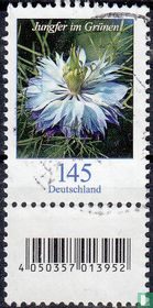 Love-in-a-mist