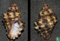 Semiricinula turbinoides 