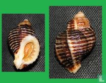 Paciocinebrina circumtexta