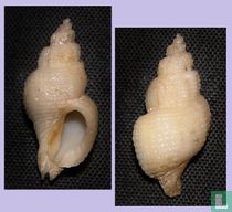 Paciocinebrina lurida 