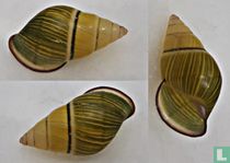 Amphidromus khoatuanorum