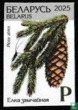 Spruce