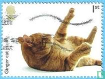 Chats