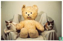 Teddybeer in stoel met twee katten