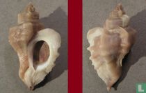 Ocinebrellus inornatus