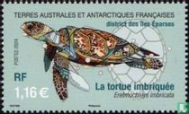 Hawksbill turtle for sale