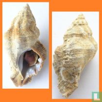 Ceratostoma monoceros