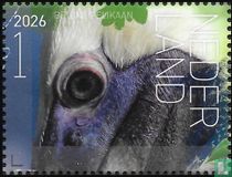 Brown pelican