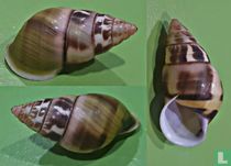 Amphidromus alfi 