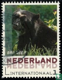 Spectacled bear