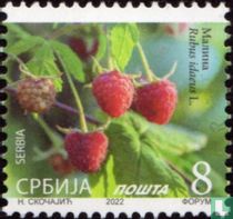 Raspberries for sale
