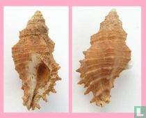 Muricopsis jaliscoensis