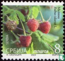 Raspberries for sale