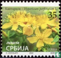 St. John's wort for sale