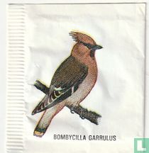 Bombycilla Garrulus