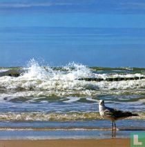 meeuw in de branding