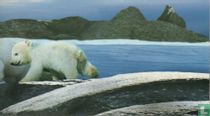 Eisbar Polar Bear