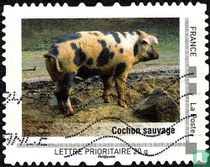 Cochon sauvage