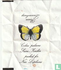 Colias palaeno