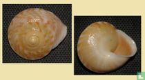Ceratopoma fischeriana 