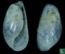 Roxaniella leucampyx
