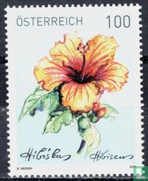 Hibiscus