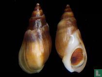 Melanopsis etrusca 