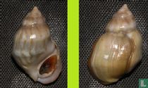 Melanopsis mourebeyensis 