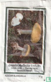 Alanita phalloides Link