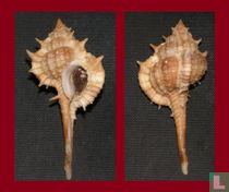Vokesimurex hirasei 