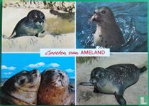 Groeten van Ameland. Zeehonden 