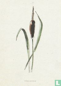 Intratuin - Karlijn van de Wier