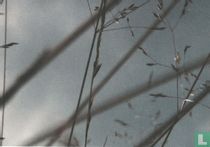 Hommes - Observations