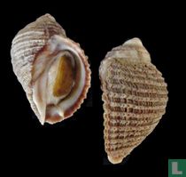 Acanthina monodon imbricata 