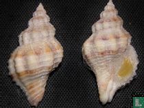 Vokesinotus perrugatus 