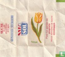 Tulipe